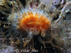 A Devonshire cup coral   by Vidar Aas 